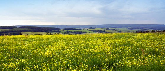 Spring meadow with yellow buttercups flowers.