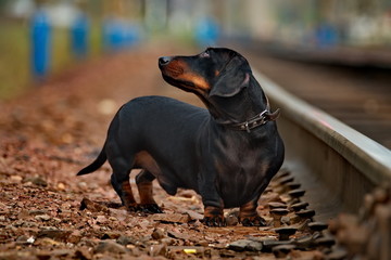 Smooth-haired Dachshund - a hunting breed of dogs originally from Germany.