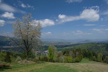 Fototapeta premium Polska, Beskid Żywiecki - niebieski szlak, okolice Żabnicy