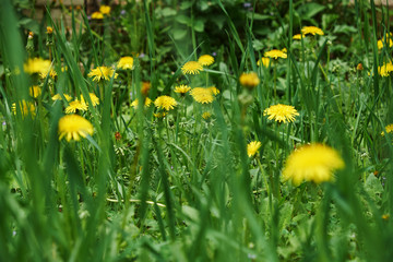 spring garden bed of yellow dandelions green plants and grass