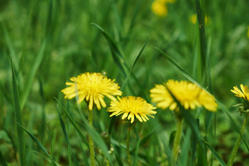 spring garden bed of yellow dandelions green plants and grass