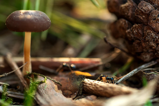 mushroom, the pinecone and the ant on blurred green background