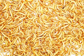 worm animal wiggle on the floor. wildlife life focus