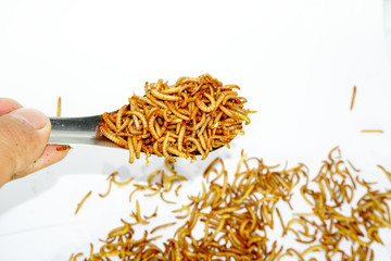 worm animal wiggle on the floor. worm in spoon