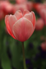 pinke Tulpe