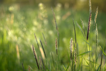 Green grass. Ears of wild raw greens shot macro with blurred background. The concept of youth, peace and confidence