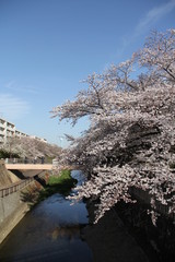 桜と川