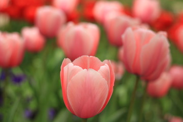 Pinke Tulpe und rote Blumen hinten