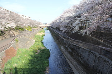 桜と川