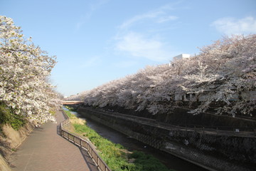 桜と川