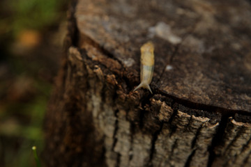Snail crawling in the garden on the stump after rain