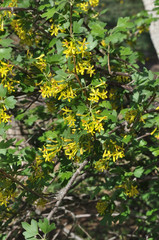 Yellow flowers of black currant