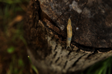 Snail crawling in the garden on the stump after rain