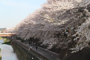 桜