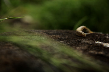 Snail crawling in the garden on the stump after rain