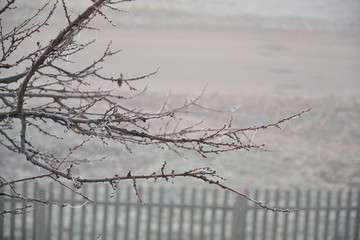 fog and frozen cobwebs on the branches