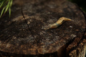 Snail crawling in the garden on the stump after rain