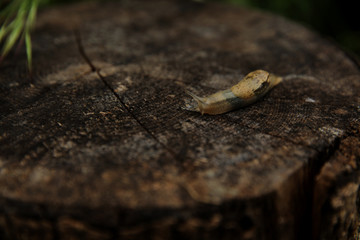 Snail crawling in the garden on the stump after rain