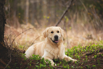 Beautiful and funny dog breed golden retriever lying outdoors in the forest at sunset in spring
