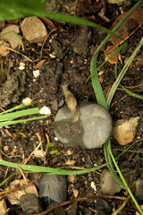 Snail on the  stones in the garden. 
