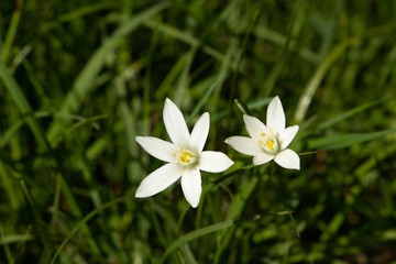 Grassland flower