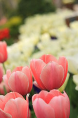 pinke Blumen mit weissem Hintergrind