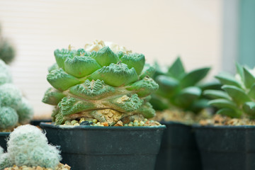 Ariocarpus cactus in flower pot