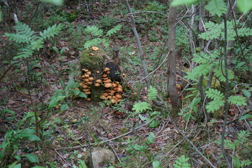 Mushrooms on a stub in a forest landscape