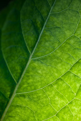 Abstract background green leaf texture