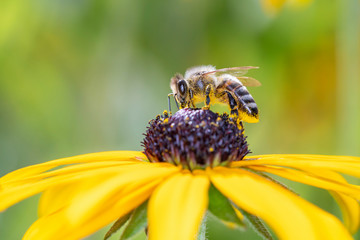 Bee pollinates coneflower - Rudbeckia subtomentosa