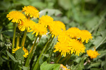 Bright yellow dandelion flowers