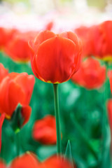Red tulips close up at spring field.