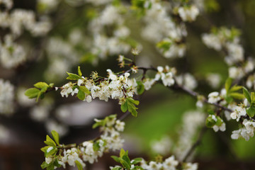 Fototapeta premium blooming branch,romantic spring background