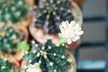 Gymnocalycium cactus flower