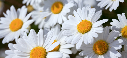 Obraz na płótnie Canvas Macro shot of big daisies. Flowers background.