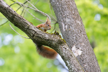 European brown squirrel in summer coat on a branch in the forest