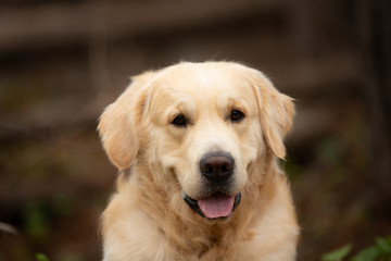 Beautiful and happy beige dog breed golden retriever lying outdoors in the forest at sunset in spring