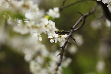 blooming  branch,romantic spring background