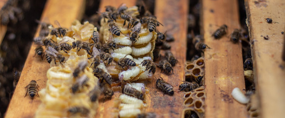 Larva Honey Bee and bees in Bee hive.