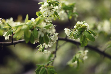 blooming  branch,romantic spring background