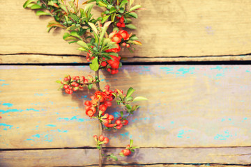 quince blossoming branch on wooden background