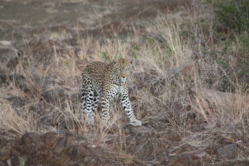 Leopard in the veld