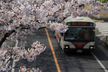 桜とバス