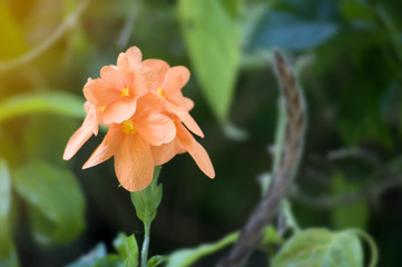 Fototapeta premium Closeup of orange amaryllis flower pastel color background with selective focus.