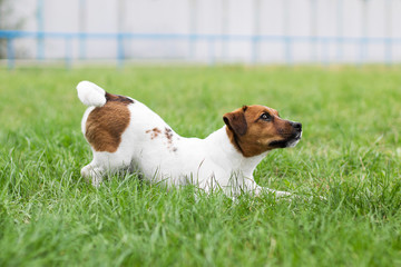 jack russell terrier