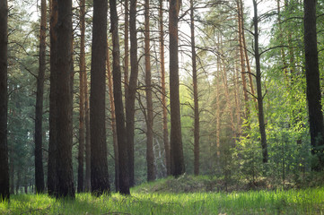 Pine forest in the sunshine during the spring rain