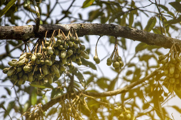 large group of durian flower on durian tree with orange lighting effect.