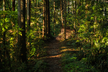 山道と木漏れ日