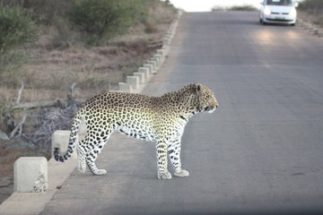 Leopard standing in road