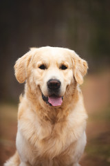 Beautiful and free dog breed golden retriever sitting outdoors in the forest at sunset in spring
